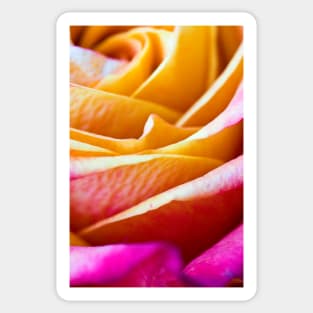 Orange and pink rose Sticker